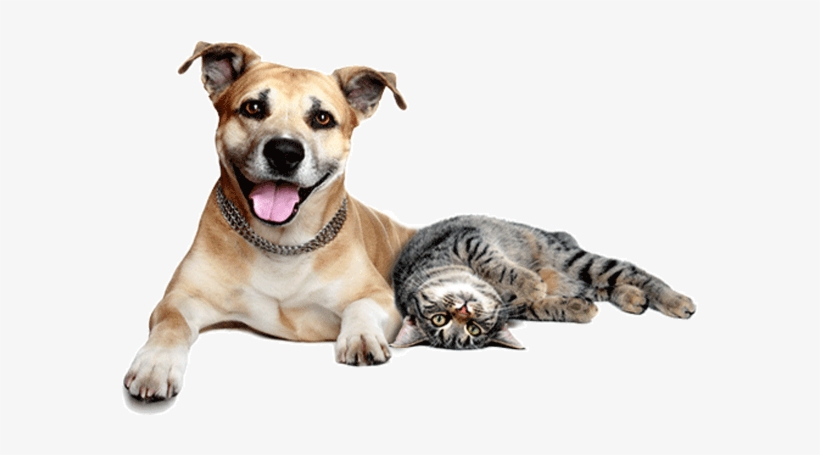 Cats And Dogs Png - Dog And Cat Png, transparent png #558954