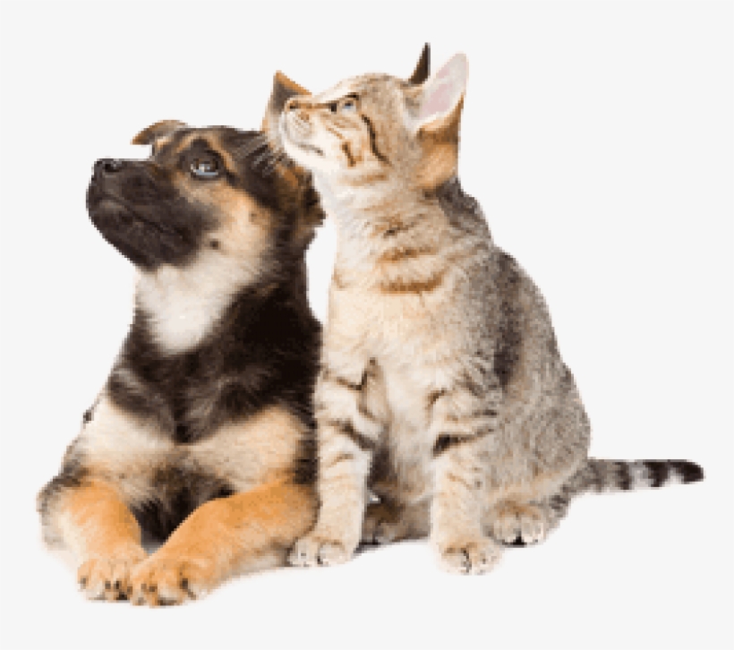 Dog And Cat Png, transparent png #558971