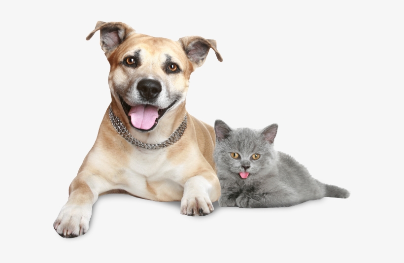 Dog And Cat Sitting Together - Steve Murray: Pet Energy Healing Step By Step, transparent png #558973