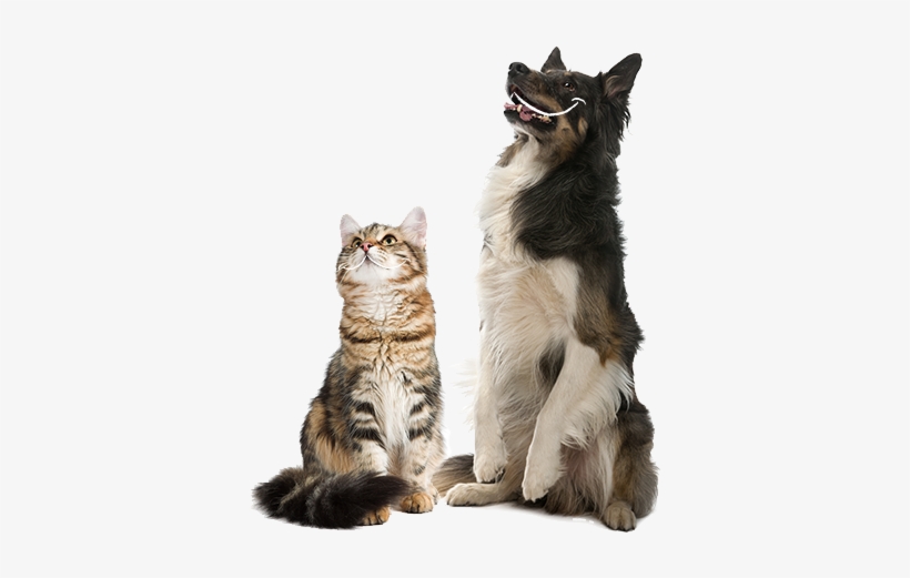 Feeding Advice Per Day - Cat Yawns, transparent png #558999