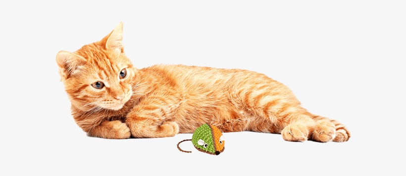 Dog & Cat Toys, transparent png #559030