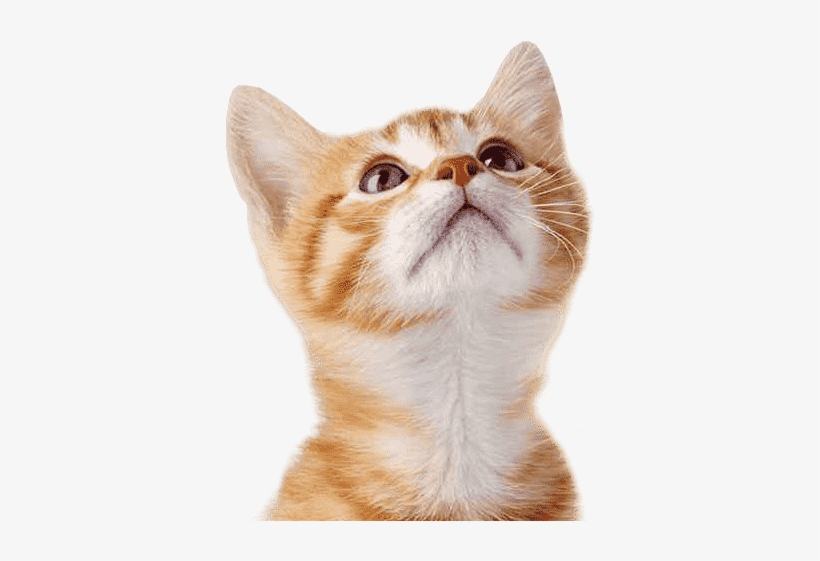 Cat Dog - Kittens Oranje Met Wit, transparent png #559073