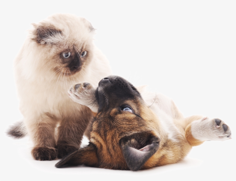 Puppy And Cat Playing - Cat And Dog Playing Png, transparent png #559098