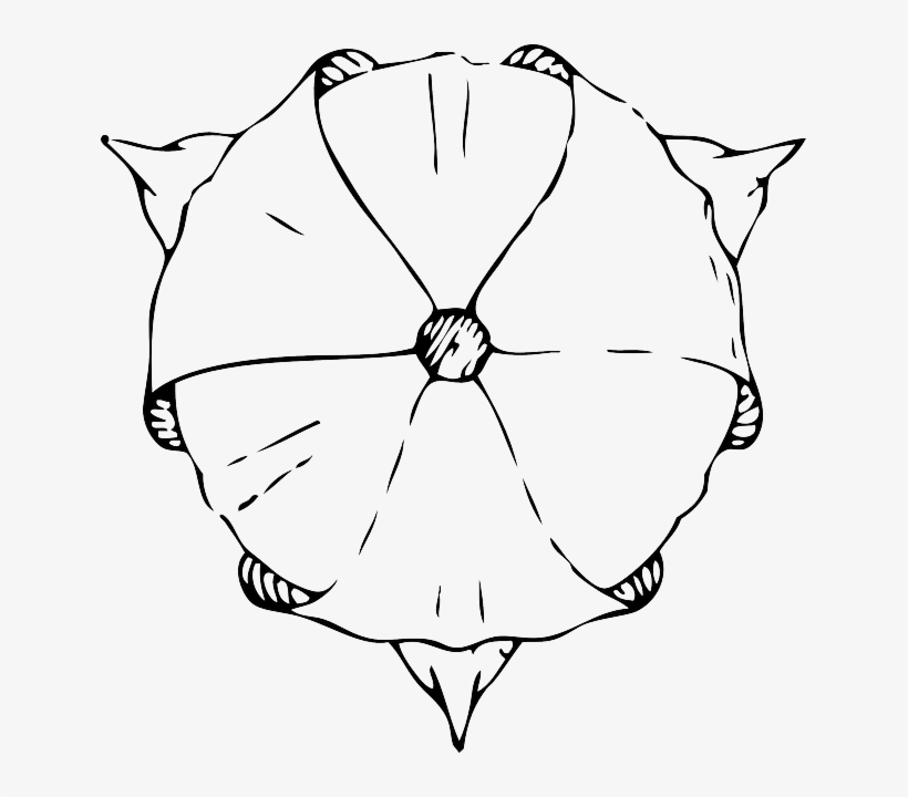 Black, Top, View, Outline, Plants, Tulips, Flower - Tulips Drawing Top View, transparent png #559101