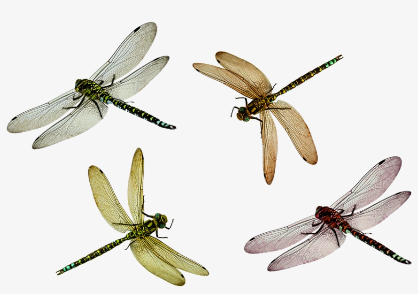 Peel N Stick Poster Of Animal Png Isolated Fly Dragonfly - Flying Dragonfly Png, transparent png #559303