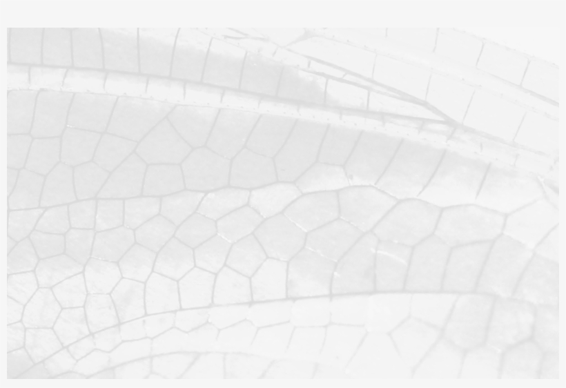 Dragonfly - Dragonfly Wings, transparent png #559390