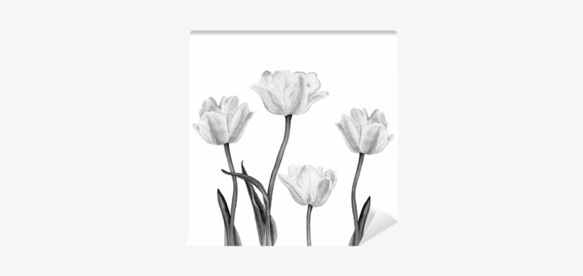 Watercolor Illustration Of A Beautiful White Tulip - Watercolor Painting, transparent png #559393