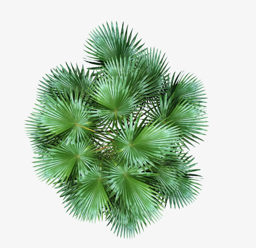 Plant Top View Png Download - Dundjinni Plants, transparent png #559860