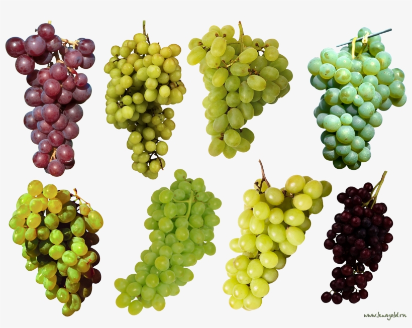 Plant Top View Png, transparent png #559970