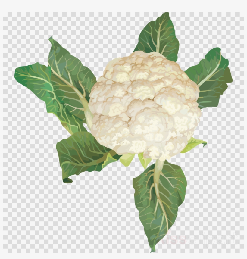 Clip Art Vegetables Clipart Cauliflower Vegetarian - Cauliflower, transparent png #5500199