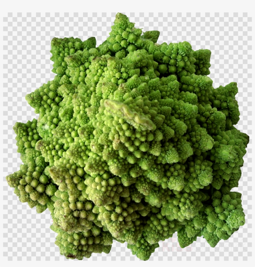Vegetable Clipart Broccoli Cauliflower Cabbage - Vegetable, transparent png #5500405