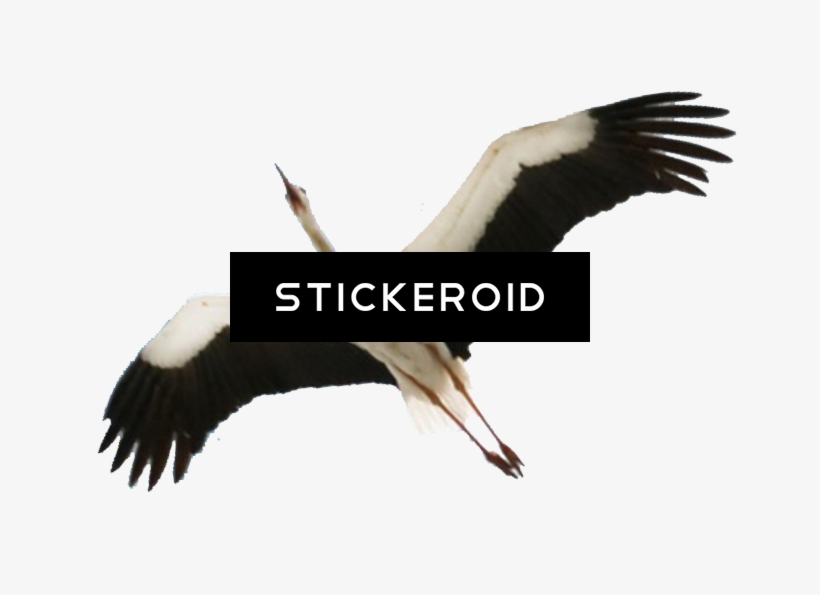 Stork Baby Animals - Stork, transparent png #5502398
