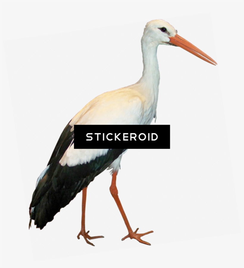 Stork Animals - White Stork, transparent png #5502449