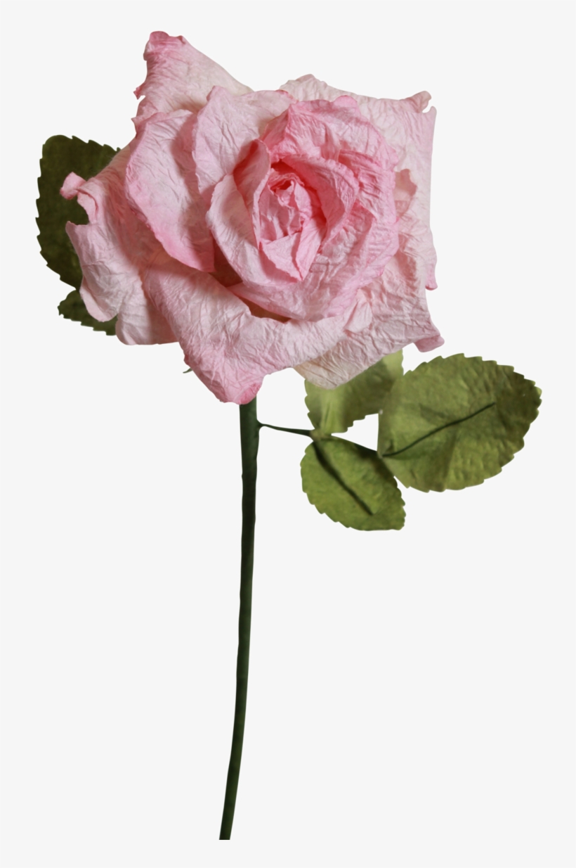 Light Pink Roses - Floribunda, transparent png #5503460