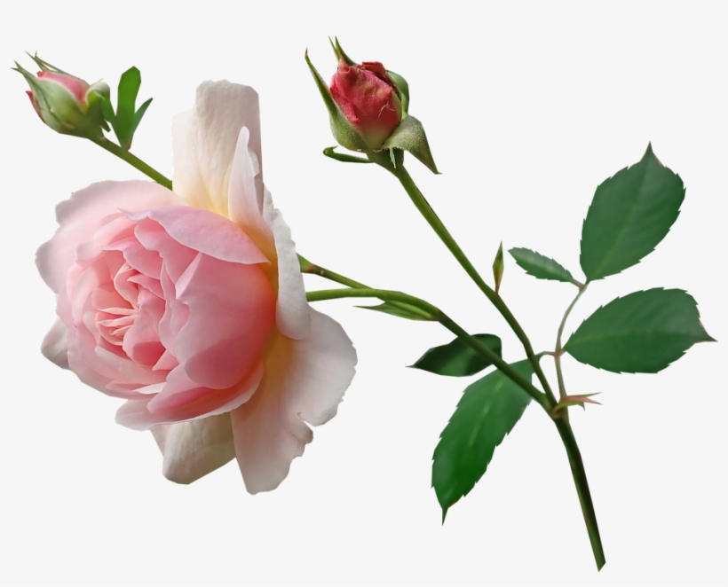 Rose, Pink, Stem, Perfume, Garden, Nature - Floribunda, transparent png #5504538