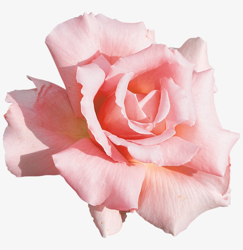 Фото, Автор Lady - Floral Pink Rose Close Up Shower Curtain, transparent png #5504675