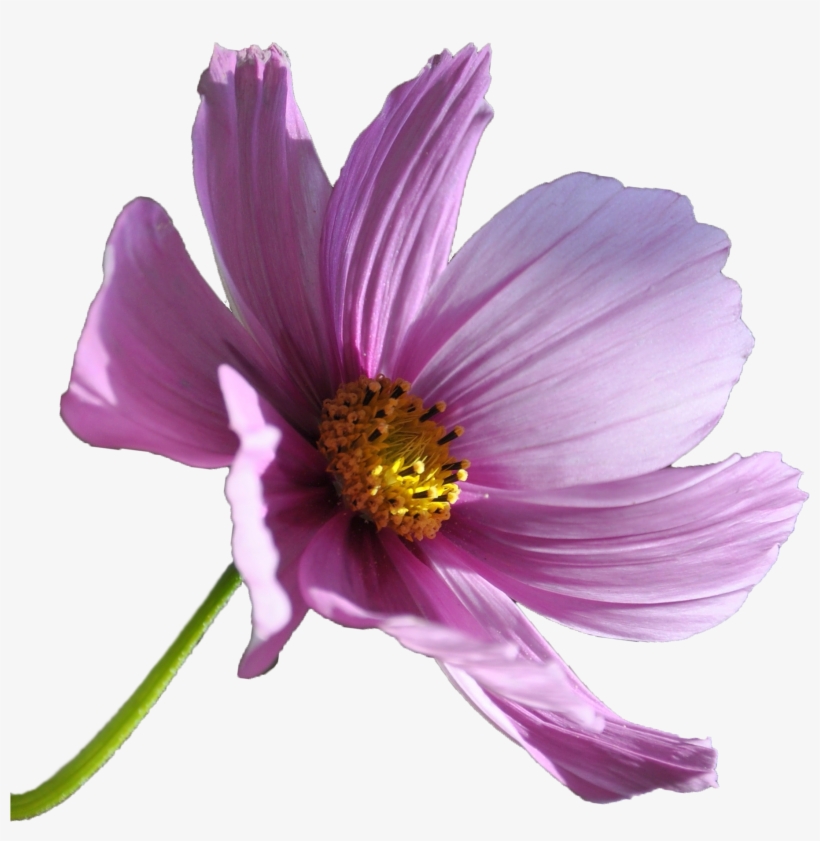 If You're In The Wyalusing, Laceyville, Sugar Run,, transparent png #5504994