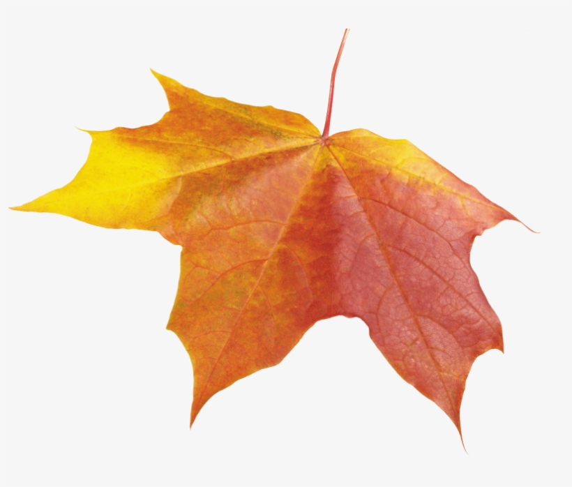 Autumn Leave Png - Осенние Листья Фон Пнг, transparent png #5506507