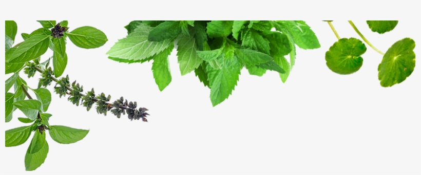 Ayurveda Leaf Png - Ayurveda Png, transparent png #5507293