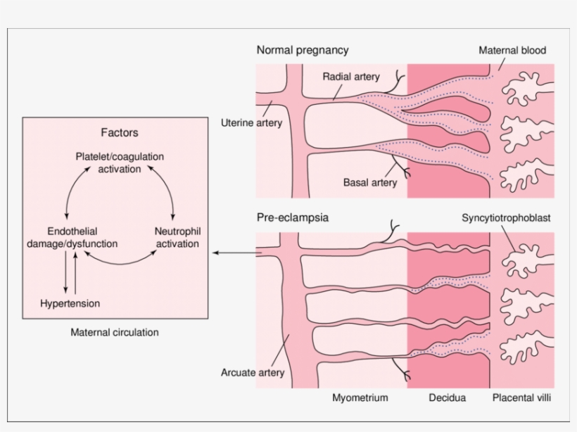 Schematic Representation Of Trophoblast Invasion Of - Trophoblast, transparent png #5509157