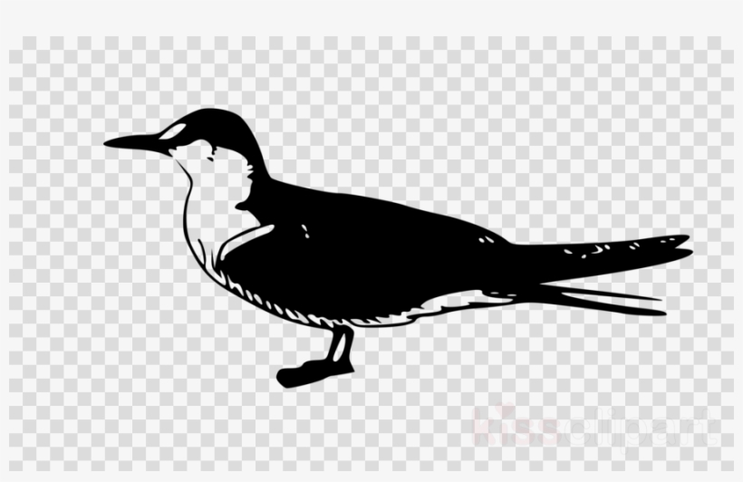 Bird Clip Art Clipart Gulls Bird Clip Art - Vector Graphics, transparent png #5509957