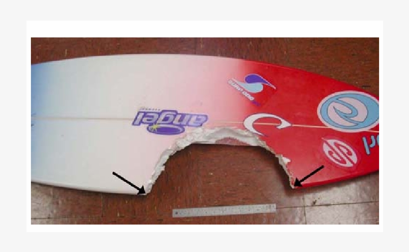 Bite Damage To A Surfboard Produced By A Large Tiger - Tiger Shark, transparent png #5511070