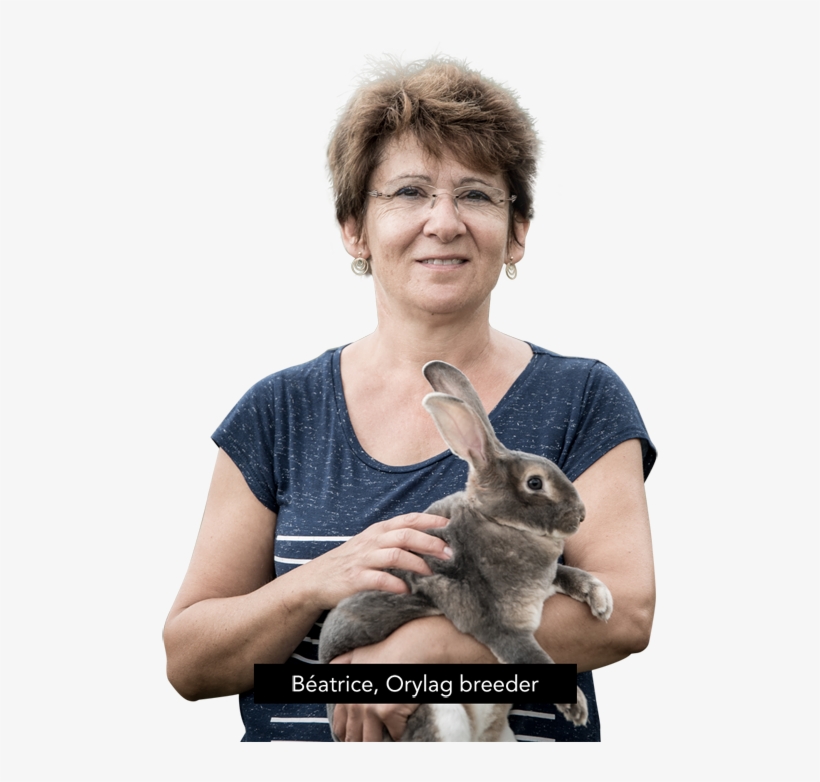 Support To The Breeders Of Rex Du Poitou - Orylag, transparent png #5513586