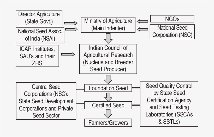 Seed Chain For The Production Of Quality Seed - Seed, transparent png #5515050