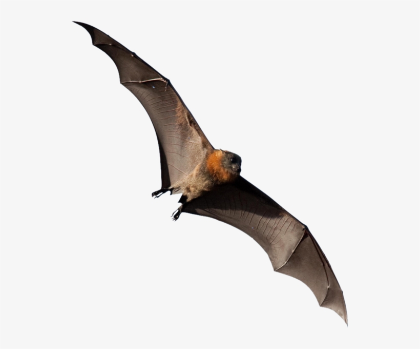 Flying Fox Png, transparent png #5515806