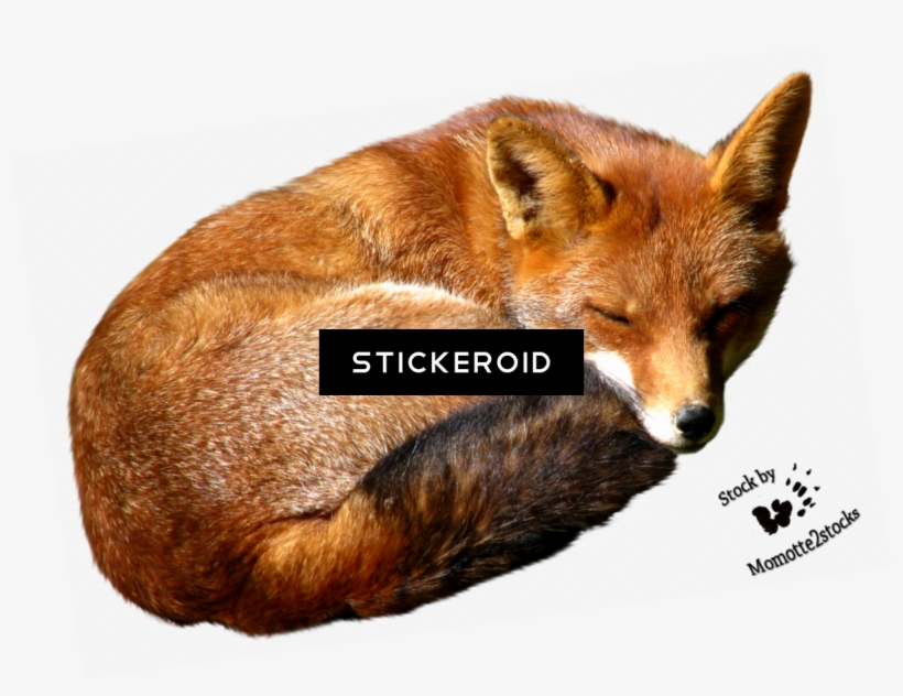 Fox, transparent png #5515857