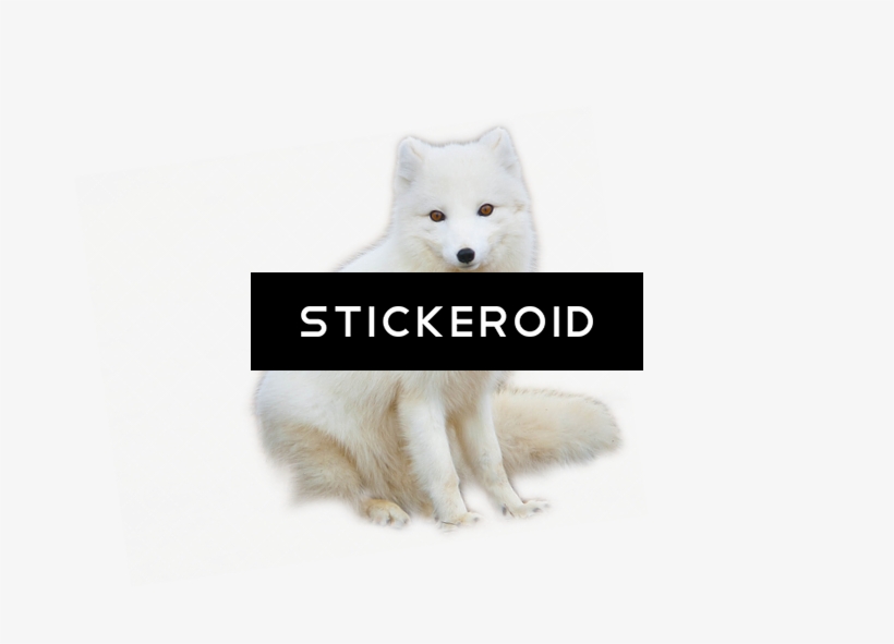 Arctic Fox Animals - Arctic Fox, transparent png #5515919
