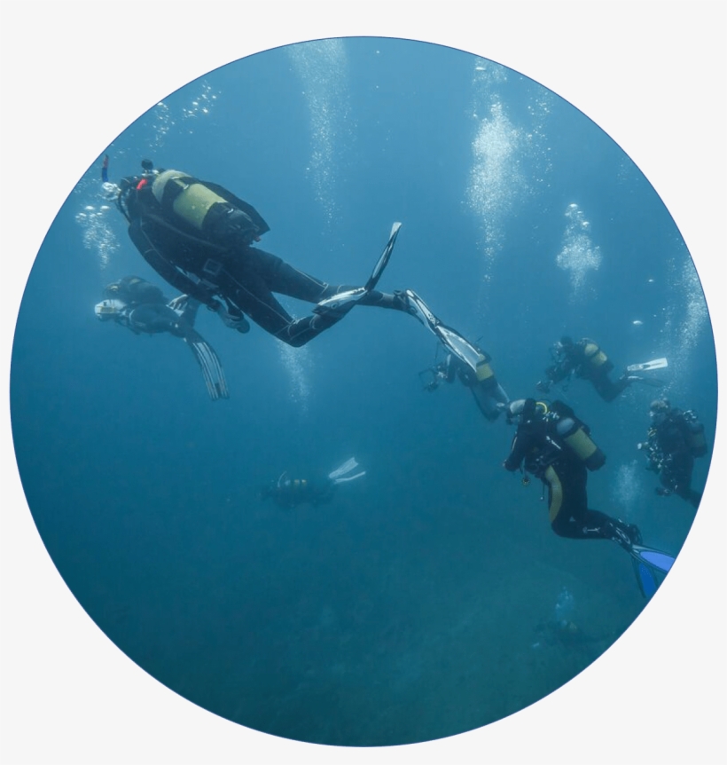 We Pride Ourselves On Only Taking Memories Of The Reef - Underwater, transparent png #5516045