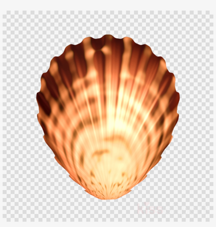 Seashells Png Clipart Cockle Seashell - Portable Network Graphics, transparent png #5516113