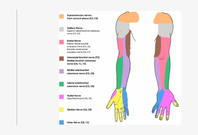 Schematic Representation Of The Sensory Innervation - Cutaneous Innervation Of Upper Limb C8, transparent png #5516634