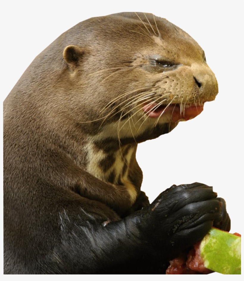 Post - Otter Making Funny Face, transparent png #5518643