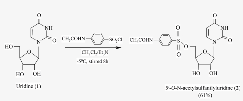 Synthesis Of 5' O N Acetylsulfanilyluridine - Diagram, transparent png #5520556