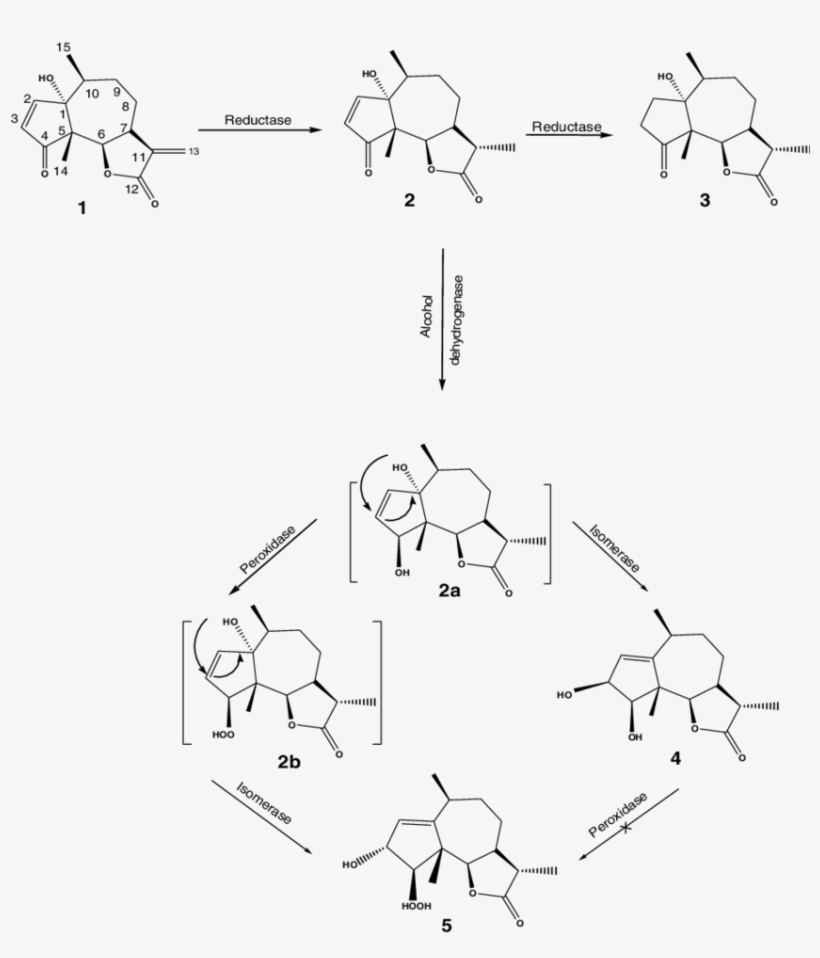 Scheme Possible Metabolic Pathway Of Parthenin By Beauveria - Beauveria Bassiana, transparent png #5521553
