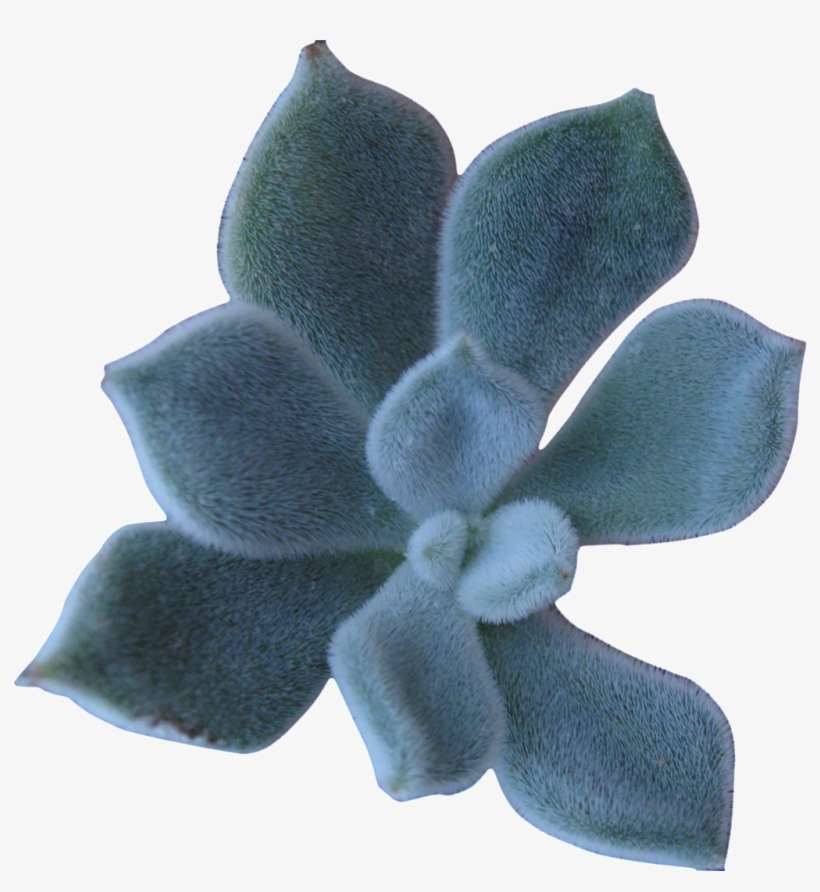 A Succulent Plant Transparent, transparent png #5522774