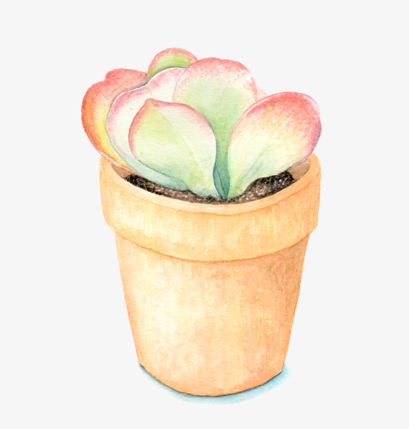 Flapjack Succulent - Succulent Plant, transparent png #5523169