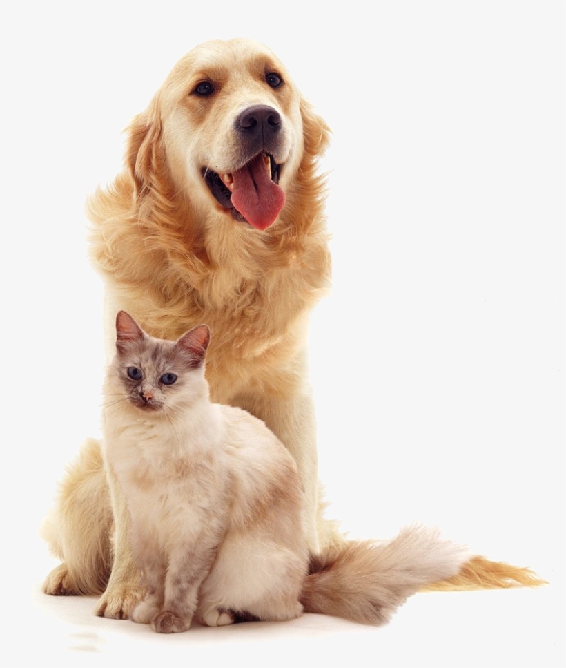 Perro - Gato Y Perro Png, transparent png #5523595