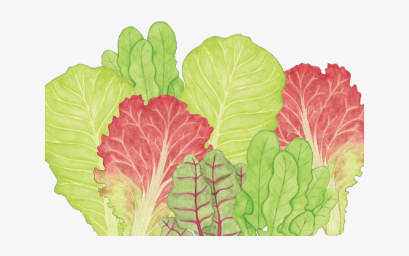 Original - Chard, transparent png #5524159