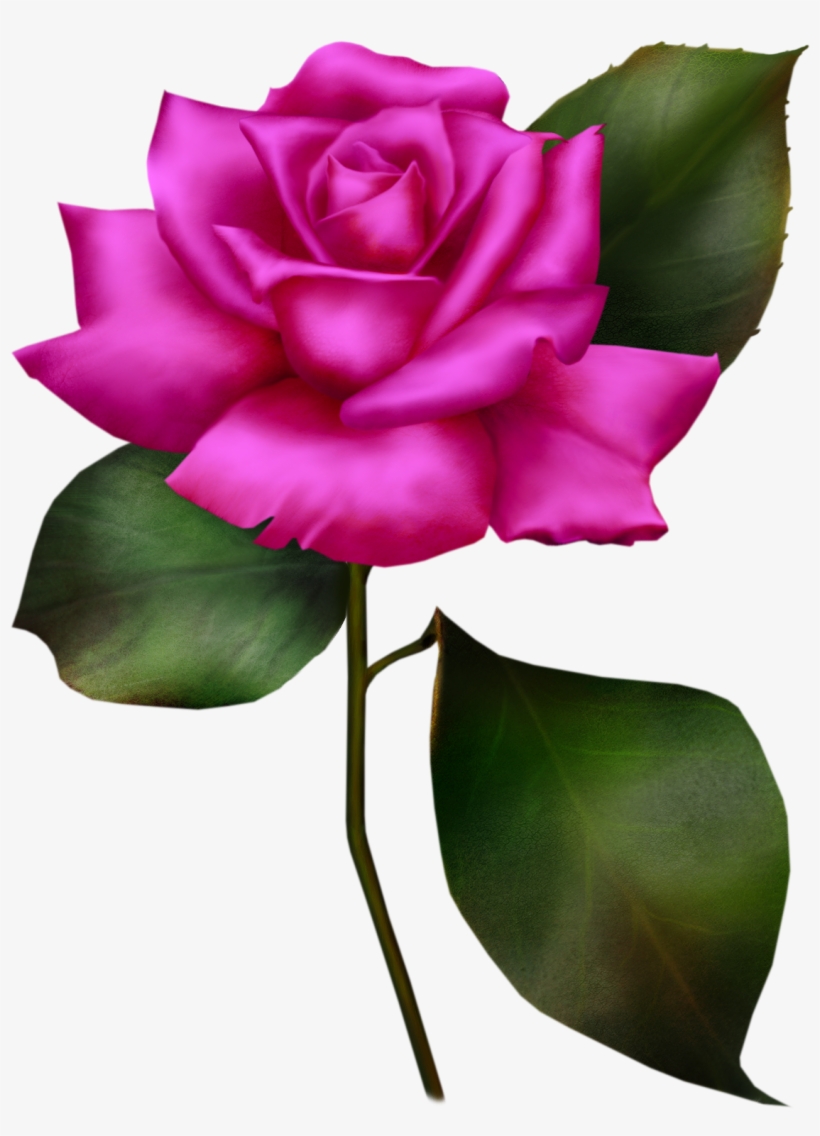 Pink-rose 3 003 - Psd, transparent png #5526192