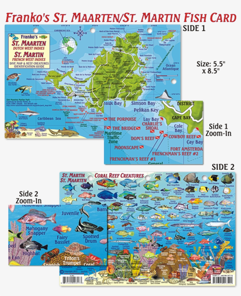 Franko Maps St Maarten/st Martin Coral Reef Dive Creature, transparent png #5528517