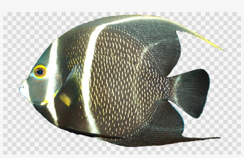 French Angelfish Clipart French Angelfish Freshwater - Vector Graphics, transparent png #5528794