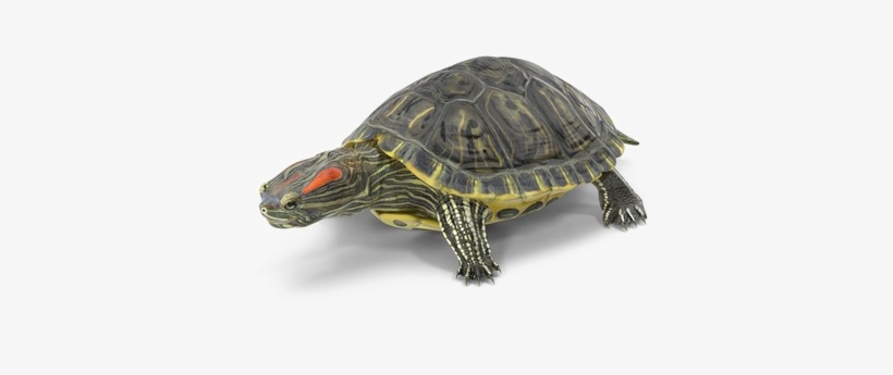 Turtle Png High-quality Image - Red Eared Slider Turtle Png, transparent png #5529158