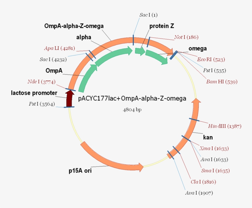 Pacyclac Ompa Alpha Z Omega - Pacyc, transparent png #5529465