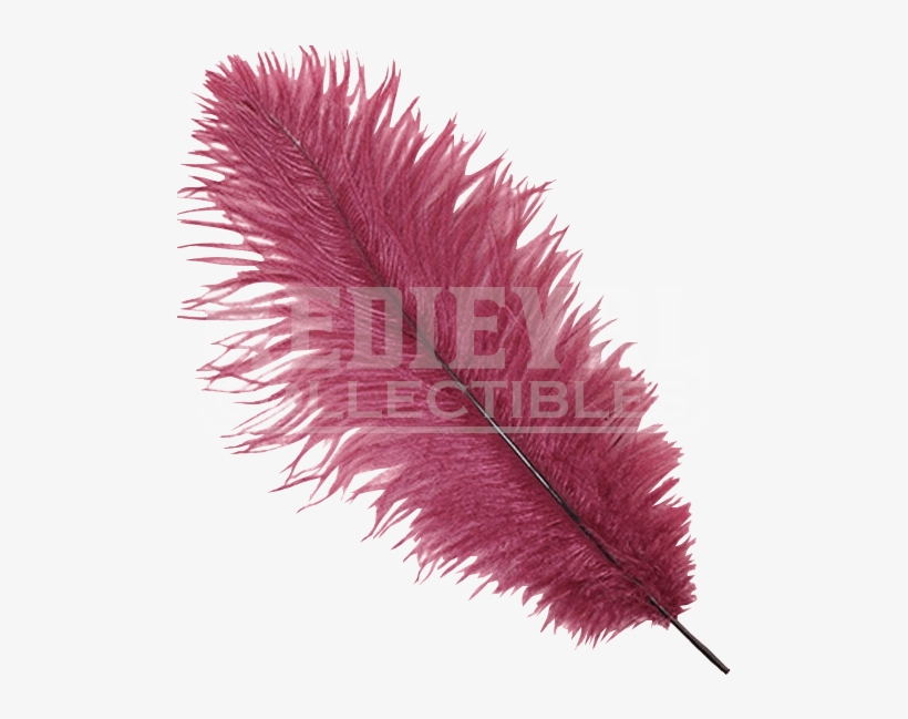 Burgundy Feather Plume Op - Pink Ostrich Feather Png, transparent png #5529990