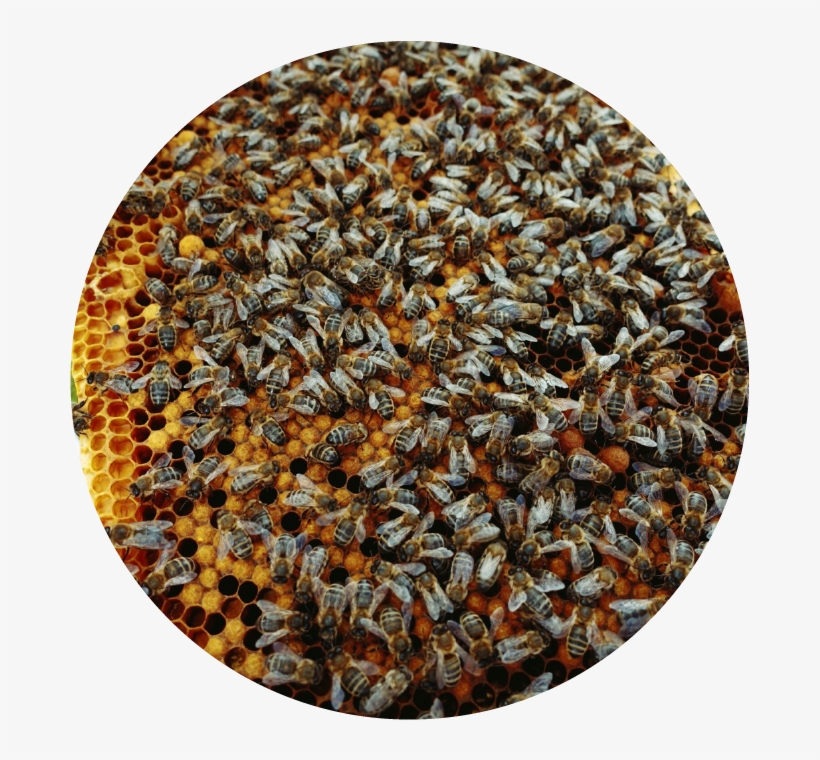 Bees - National Park, transparent png #5530165