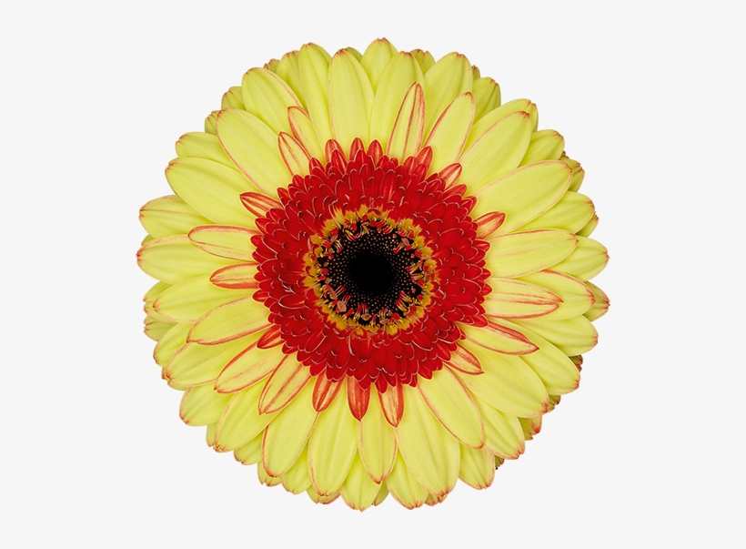 Florist Holland - Barberton Daisy, transparent png #5530432
