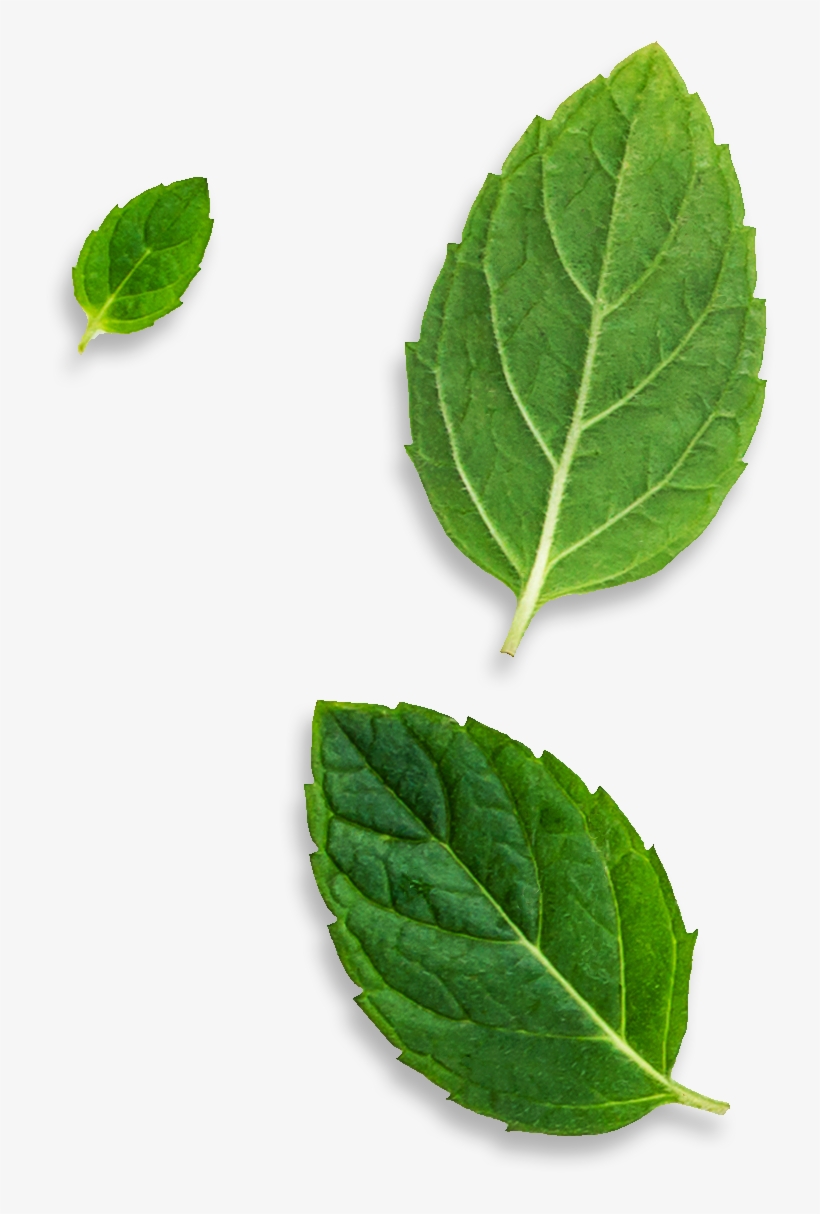 Bud, transparent png #5530883